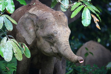 Sticker - Borneo elephant (Elephas maximus borneensis) in Sabah, Borneo