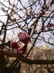 Wall Mural - Tokyo, Japan - March 20, 2012 : Cherry blossom bud