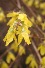 Wall Mural - Forsythia. Cespuglio dai fiori gialli  coperti da gocce di pioggia