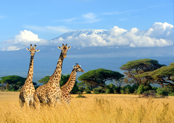 three giraffe on kilimanjaro mount background in national park of kenya