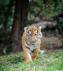 Canvas Print - Tiger cub in grass