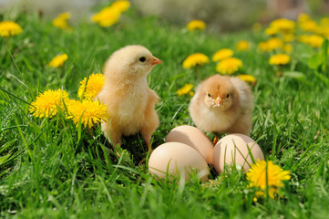 Wall Mural - Little chickens on a grass