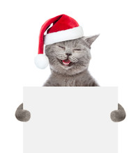 Happy Cat In Red Christmas Hat Holding A White Banner. Isolated On White Background