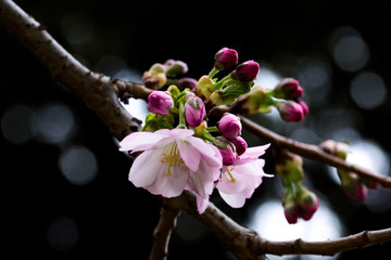 Closeup on a beautiful cherry tree branch with opening flower buds on dark background.