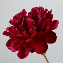 A Peony Flower Of A Dark Burgundy Color Isolated On A Gray Background.