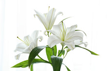 Beautiful White Lilies On White Background, Closeup