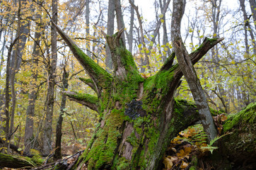 The roots of a fallen tree covered with moss. The pointed ends of the roots picturesquely sticking out in different directions.