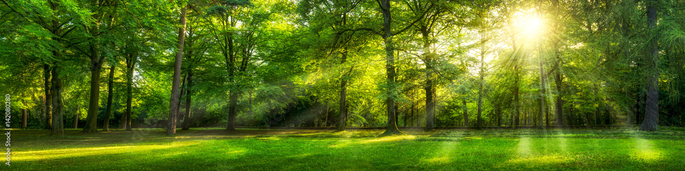Panorama zielonego lasu w lecie - obrazy, fototapety, plakaty 