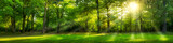 Fototapeta Natura - Grünes Wald Panorama im Sommer