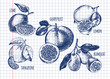 Ink hand drawn set of different kinds of citrus fruits - lime, lemon, tangerine, grapefruit, kumquat. Food elements collection for design, Vector illustration.