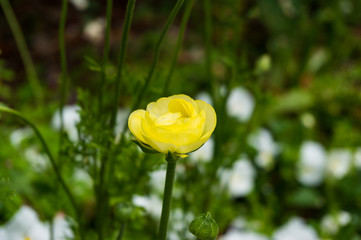 Wall Mural - Bud of anemone flower against white flowers on the background