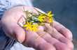 © kvdkz - Yellow flowers on the palm of your hand