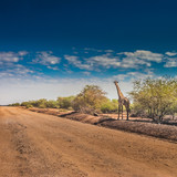 Fototapeta Sawanna - The giraffe stands at the edge of the road. Africa. The giraffe looks at the road.