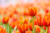 Fototapeta Tulipany - Beautiful bouquet of orange tulips flower field