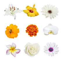 Collection Of Various Orange, White, Pink, Violet Yellow And Orange Flower Contain Hibiscus, Cosmos, Rose, Lilly, Orchid, Chrysanthemum , Marigold And Gerbera