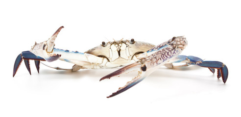 blue crab isolated on white