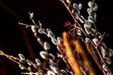 Fototapeta Dmuchawce - blossoming buds on the branch of a willow