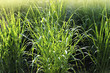 Panicum virgatum, commonly known as switchgrass, is a perennial bunchgrass .