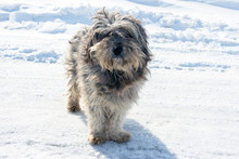 Homeless Shaggy Dog On The Background Of Snow.