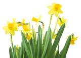 Fototapeta Dmuchawce - Spring floral border, beautiful fresh daffodils flowers, isolated on white background. Selective focus