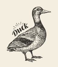 Hand-drawn Duck. Bird, Mallard, Farm Animal Sketch. Vector Illustration