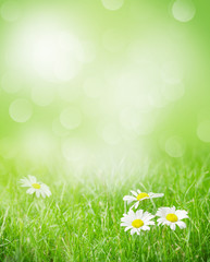 Wall Mural - Chamomile flowers on grass field