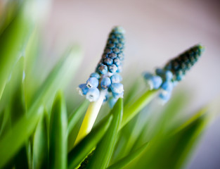 Muscari