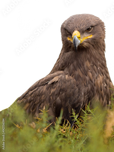 Harris Hawk Portrait Parabuteo Unicinctus Isolated On