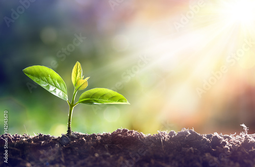 Cuadros en Lienzo Young Plant Growing In Sunlight
