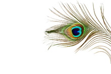 Peacock Feathers In White Background With Text Copy Space