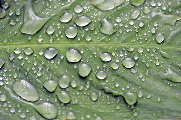 Wall Mural - Raindrops shining on the green leaf