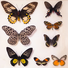 Butterfly Collection Under Glass.