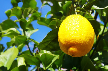 Ripe lemon hanging on a tree