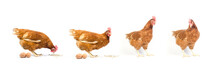 Set Of Brown Chicken Isolated On White., Studio Shot.