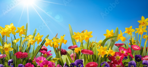 Spring flower