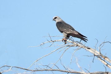 mississippi kite (ictinia mississippiensis)
