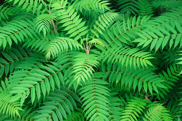 close up on plant with fresh green leaves