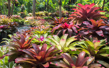 Color Bromeliad Garden Outdoor Park