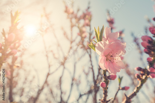 Flowering tree branches with pink flowers in sunlight