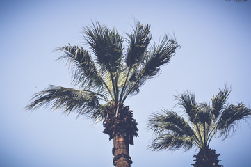 two palms with view of blue sky background