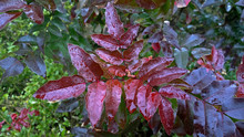 Beautiful Evergreen Red Bush (photinia Fraseri Red Robin) With Water Drops On Leaves 
