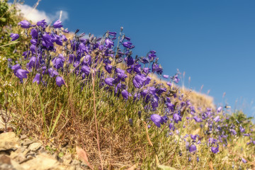 Wall Mural - blue flowers bells grass