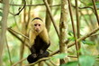 White-faced Capuchin monkey on Isla Damas in Costa Rica