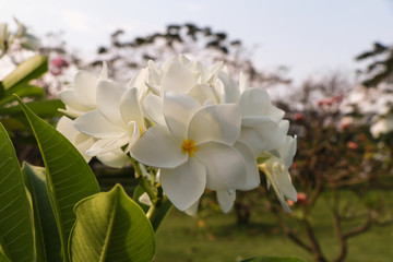 Plumeria flowers (plumeria).frangipani tropical flower, plumeria flower are bloom.