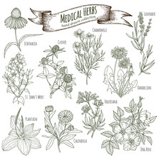 Medicinal Herbs Collection