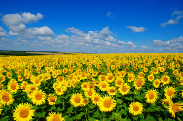 Wall Mural - field of blooming sunflowers