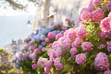  Pink, Blue Hydrangea Flowers Are Blooming In Spring And Summer At Sunset In Town Garden.