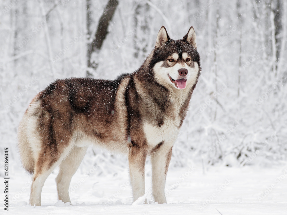 Brown Siberian husky standing in the snow in a snowy forest Stock Photo ...