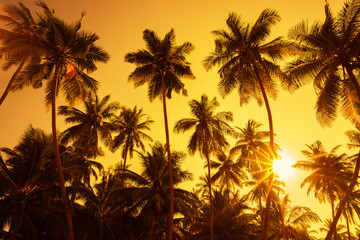 Wall Mural - Palm trees silhouettes on tropical beach at summer warm vivid sunset time with clear sky and sun circle with golden rays