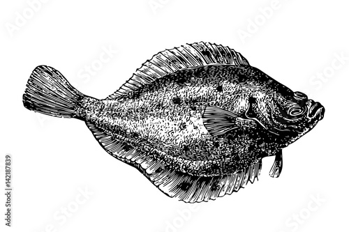 Photographie Flet Flatfish - Vintage Gravure Illustration